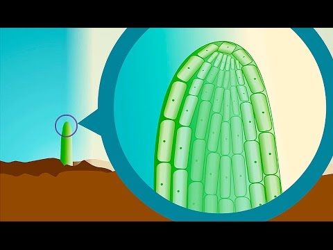 Plant hormones | Wellcome