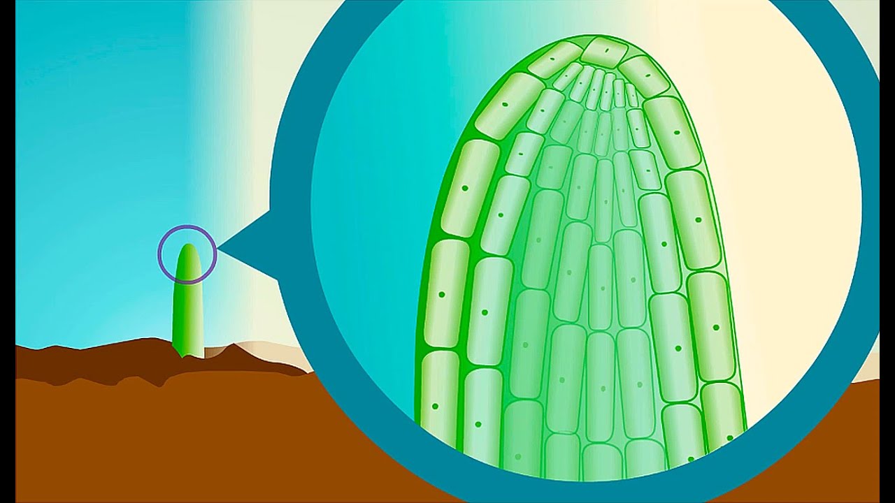 Plant hormones | Wellcome