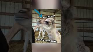 This Camel Calf Can Actually Understand Human Language ❤#shorts