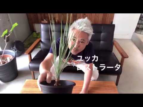 園芸 ユークリフィア・ロストレバー