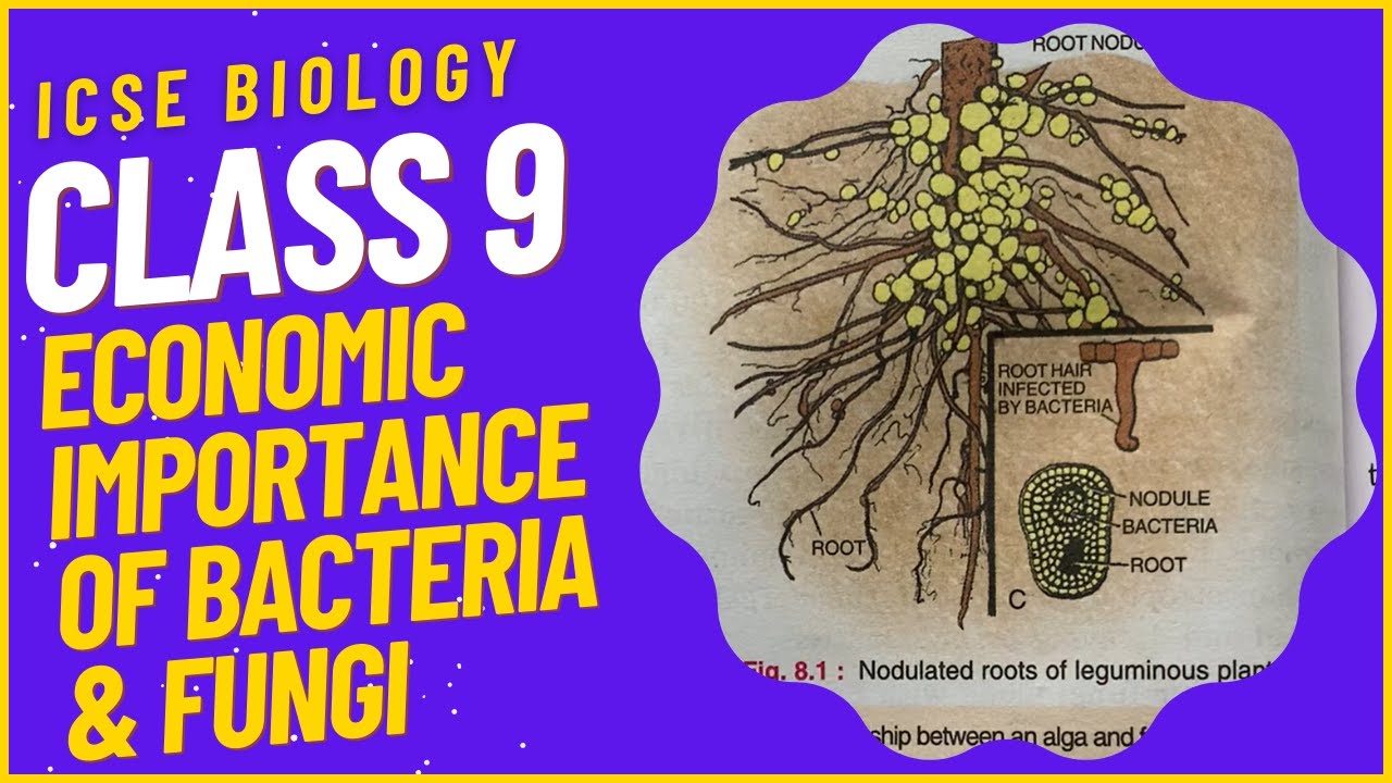 CLASS 9 Tutorial: Economic Importance of Bacteria and Fungi || Biology || ICSE
