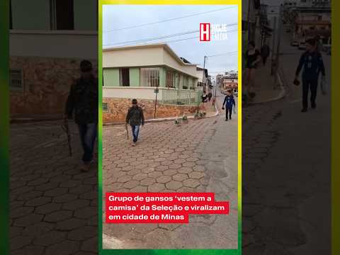GRUPO DE GANSOS ‘VESTEM A CAMISA’ DA SELEÇÃO E VIRALIZAM EM CIDADE DE MINAS