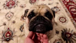 The Only Everything (Music Video)