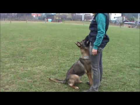 Chester z Jukasu  - training in 11 months - B&C
