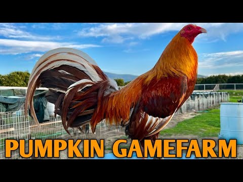 Pumpkin Rounhead Grey - PUMPKIN FARM - Frank Brizuela