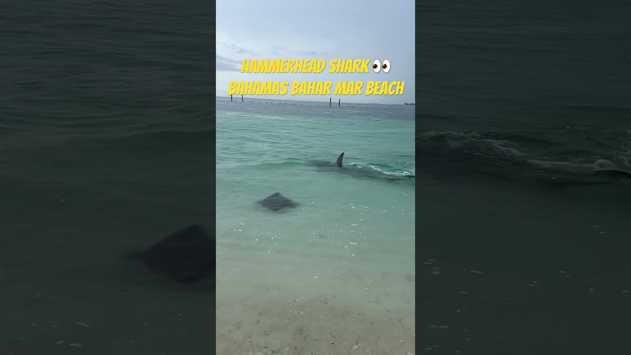 A Hammerhead Shark and Stingray sighting close to the beach at #bahamas Bahar Mar