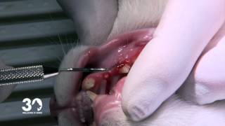 La parodontite du chat