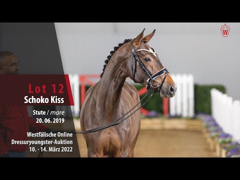 Dressuryoungster-Auktion Lot 12 Schoko Kiss Stute v. Scolari - Prinz Wilhelm