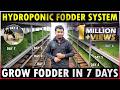 Hydroponic Fodder System Easiest Method To Grow Hydroponic Fodder At Home Green Fodder Farming