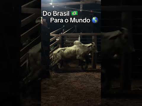 25 de novembro de 2025