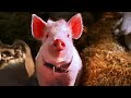 De Vuelta En La Granja Escena Final Babe El Puerquito Va A La Ciudad Clip En Español