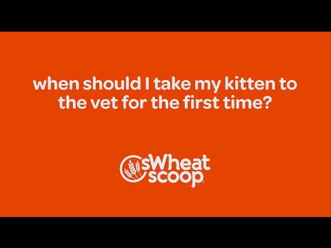 when should I take my kitten to the vet for the first time?