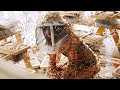 The Woman Feeds Locusts With Her Own Blood And It Leads To A Disaster