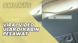 Viral Video Ular di Kabin Pesawat, Berada di Bagasi Atas Kursi hingga Buat Pesawat Mendarat Darurat
