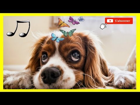 Musique conçue pour les chiens 🐶 pour se détendre et dormir chiens et les chiots agités #FRMusique Video