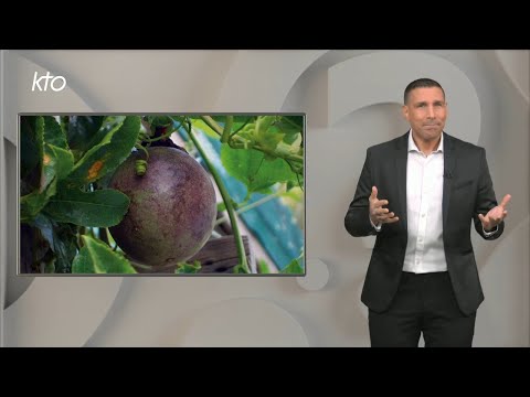 Pourquoi appelle-t-on une fleur la Passiflore ?