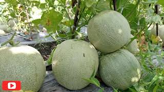 Download lagu MELON//PANEN MELON SUPER BESAR🔥!! PART 1 mp3