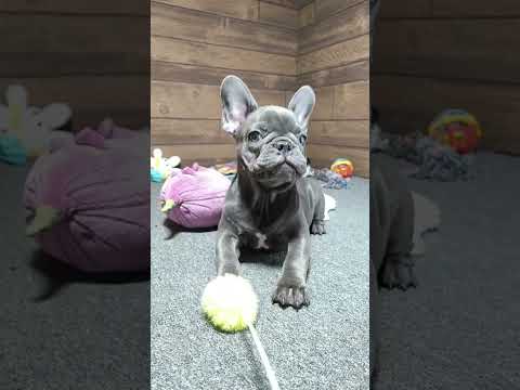 Video 5