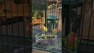 Lemon and Lime our Lovebirds