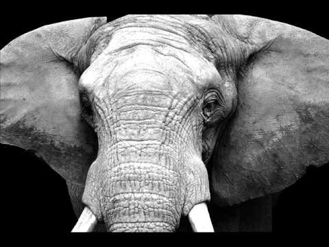 Zeilon - OJOS DE MIEL