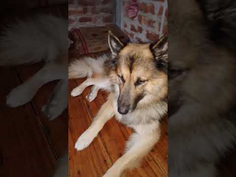 SHIRO SANTO HOYE6E AGER THAKE COOL 😎🤗#germanshepheard #doglove  #doglife #dogplay #gsdcarecter