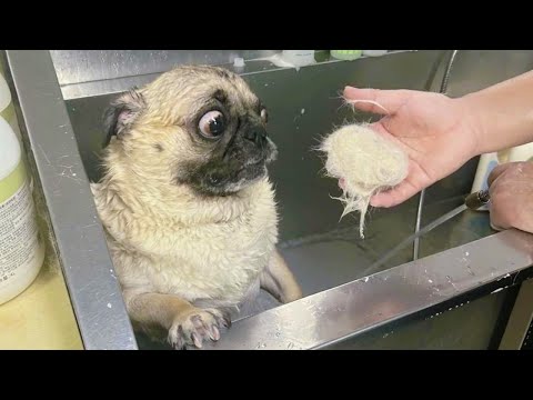 Les chiens sont pleins de leçons de vie ! 🤣 funny dog videos