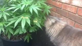 Download lagu Kucing menyantap ganja mp3