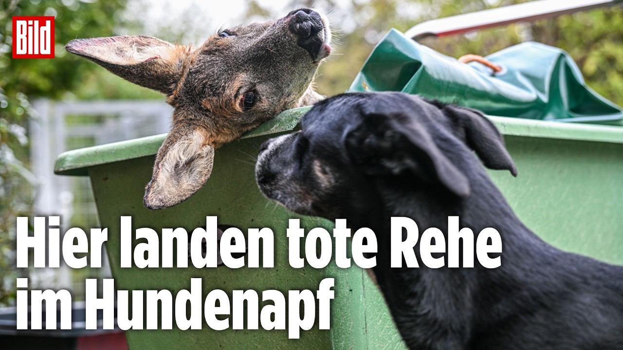 UNFALLWILD STATT DOSENFUTTER: Tierheim Reutlingen verfüttert verunglückte Rehe an seine Hunde