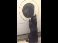 Cat Vs Washing Machine