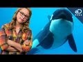 Blackfish: How Captivity Affects Killer Whales