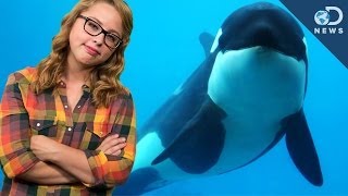 Blackfish: How Captivity Affects Killer Whales