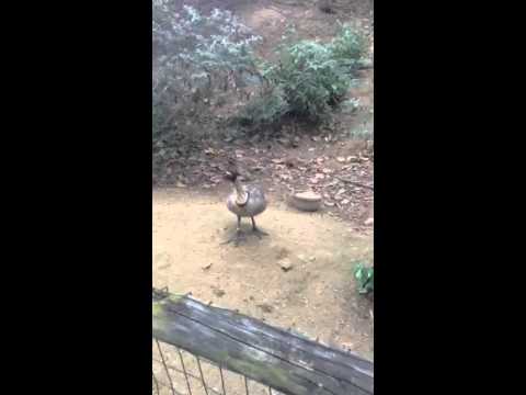 Visit to Water Fowl Park