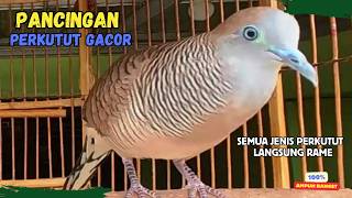 Download lagu Perkutut Lokal Agar Cepat Bunyi dengan Suara Ini! PANCINGAN PERKUTUT LOKAL GACOR | Zebra Dove 341 mp3