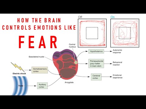 Introduction to Neuroscience 2: Lecture 22:Emotion and the Amygdala