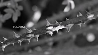 Video Nerrea - Blízko i daleko (Oficiální lyric video)