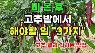비온 후 고추밭에서 해야할 일 "3가지" 고추 빨리 익히는 방법 #고추농사