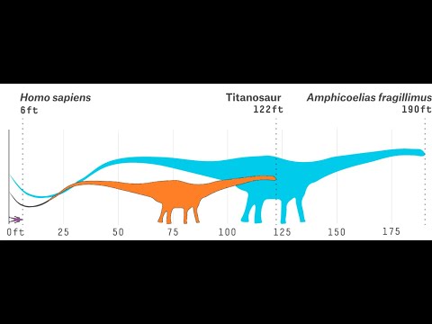 巨大な竜脚類であるアンフィコエリアス フラジリムスはかつて存在したのでしょうか?