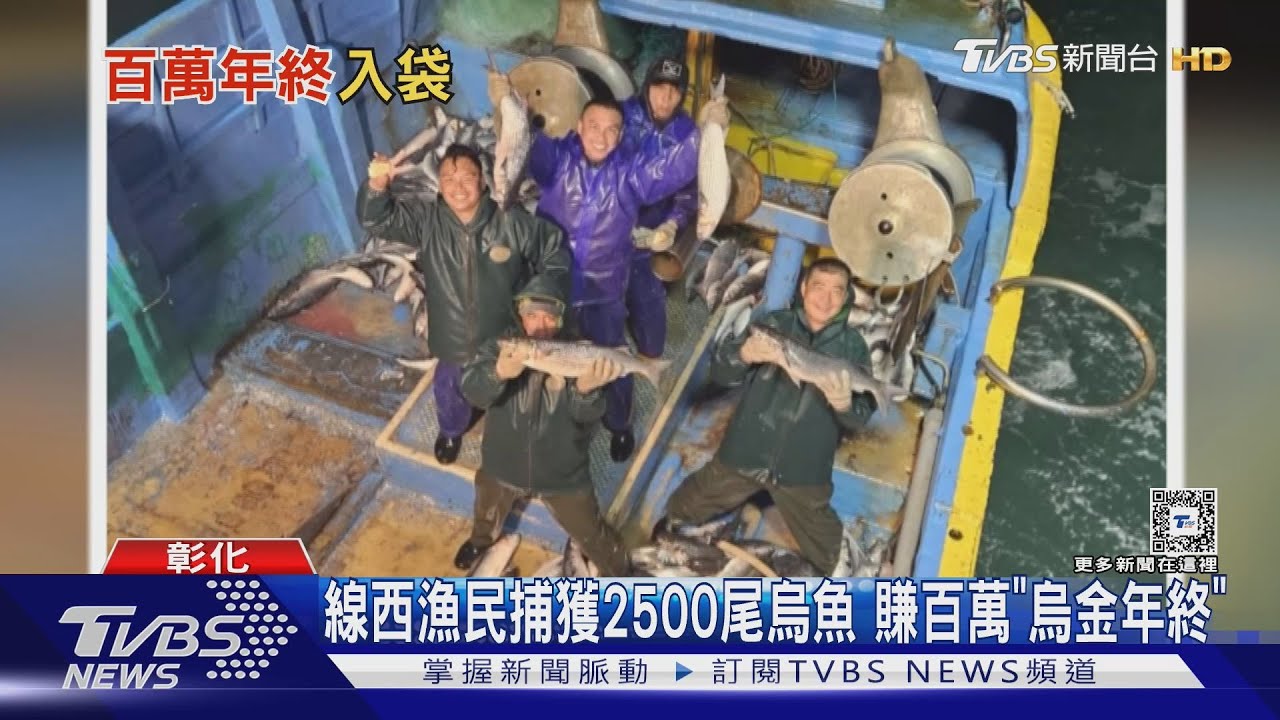 線西漁民捕獲正頭烏2500尾 賺百萬「烏金年終」
