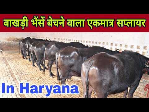 Breed-Murrah Buffalo || Dry, Milking & Heifer || Supply All Over India
