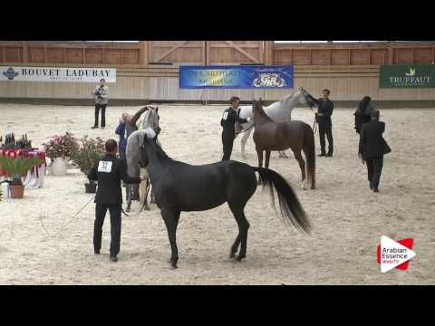 Deauville Arabian Cup 2016 - Senior Female Championship