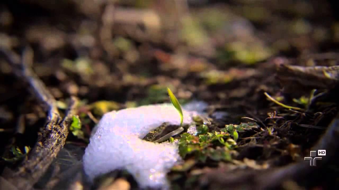 Matéria de Capa | A Vida na Era Glacial | 22/02/2015