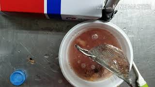 무화과 씨앗 발아  실험 fig seed germination test