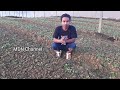 Sawi Bunga Cara Atasi Sawi Agar Tidak Busuk