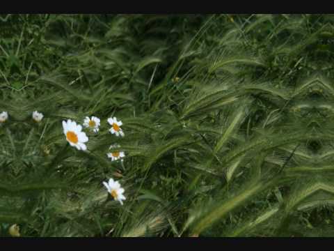 ICAROS. "CANTO DE LA U". ROSA GIOVE. TAKIWASI