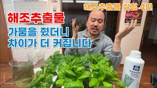 해조추출물 엽면시비 가뭄피해를 주니까 차이가 엄청 심해졌습니다  | 해조추출물 실험 4편 야라비타 바이오트랙…