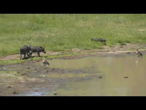 Djuma: Two adult Warthogs and four wee ones return - 14:30 - 01/22/19