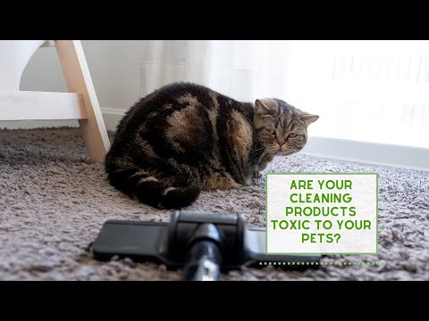 Are your CLEANING PRODUCTS TOXIC to your Pets?