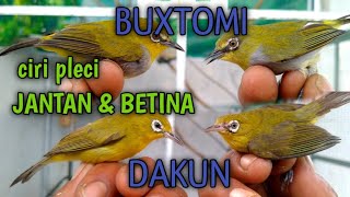 Download lagu mudah dan akurat cara mengetahui pleci jantan dan betina mp3 Download lagu mudah dan akurat cara mengetahui pleci jantan dan betina mp3