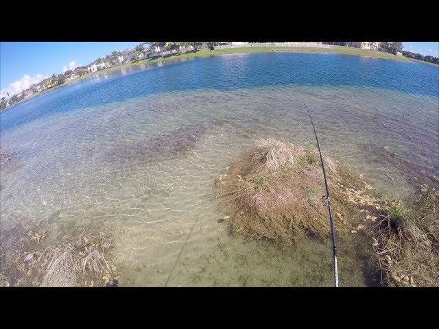 Clear Water Fishing South Florida - Grass Carp, Peacocks, Largemouth