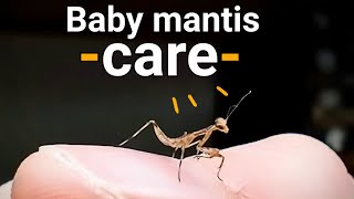 How to raise a baby praying mantis. Nymph care!